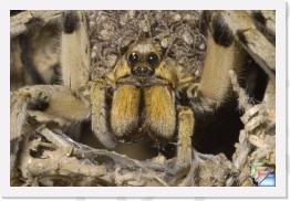 Wolf Spider * Lycosa spp. * (50 Slides)